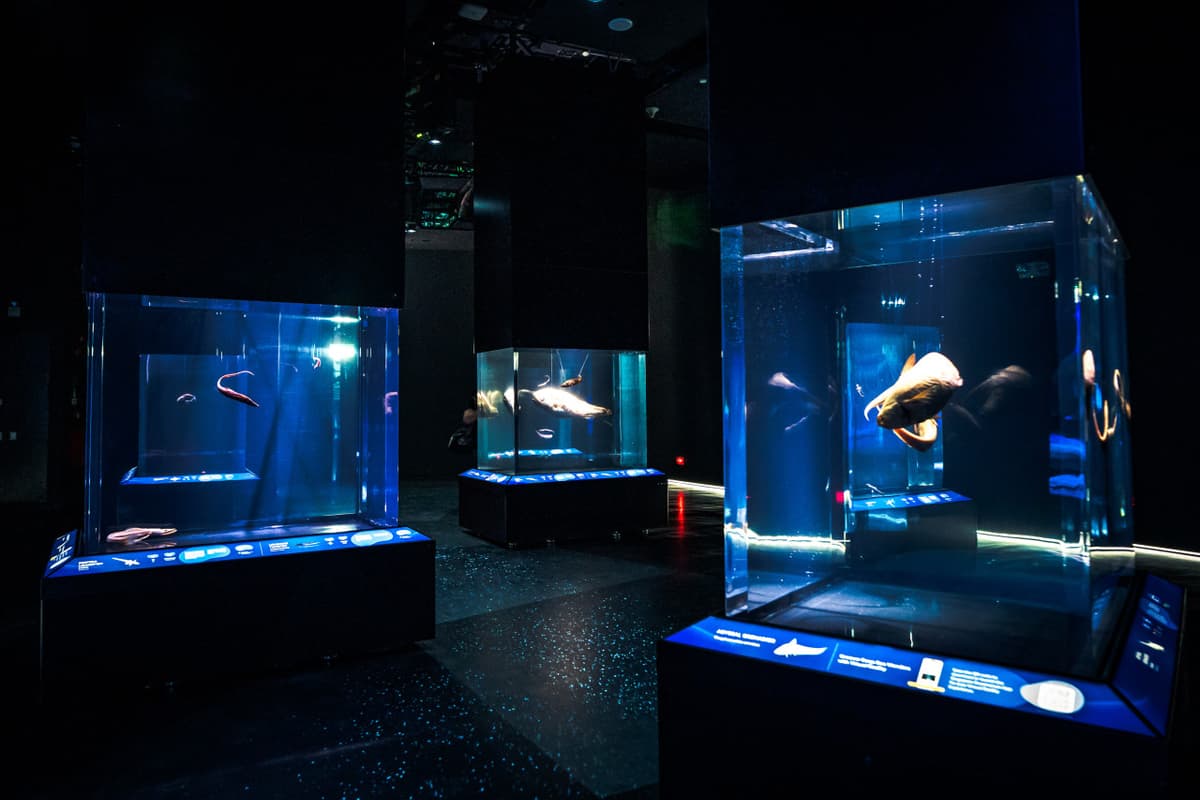 COMBO: Singapore Oceanarium + Albatross Hop-On Hop-Off Speedboat Tickets