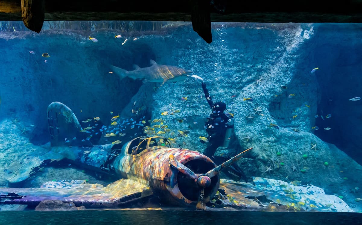 The National Aquarium Abu Dhabi Ticket