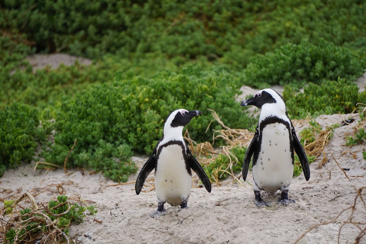 Phillip Island Nature Parks - Penguin Parade Ticket