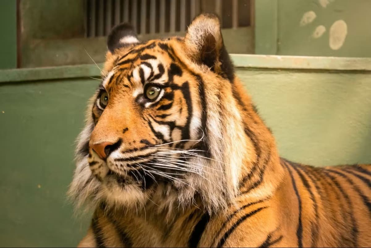 Prague Zoo Ticket + Audio Guide