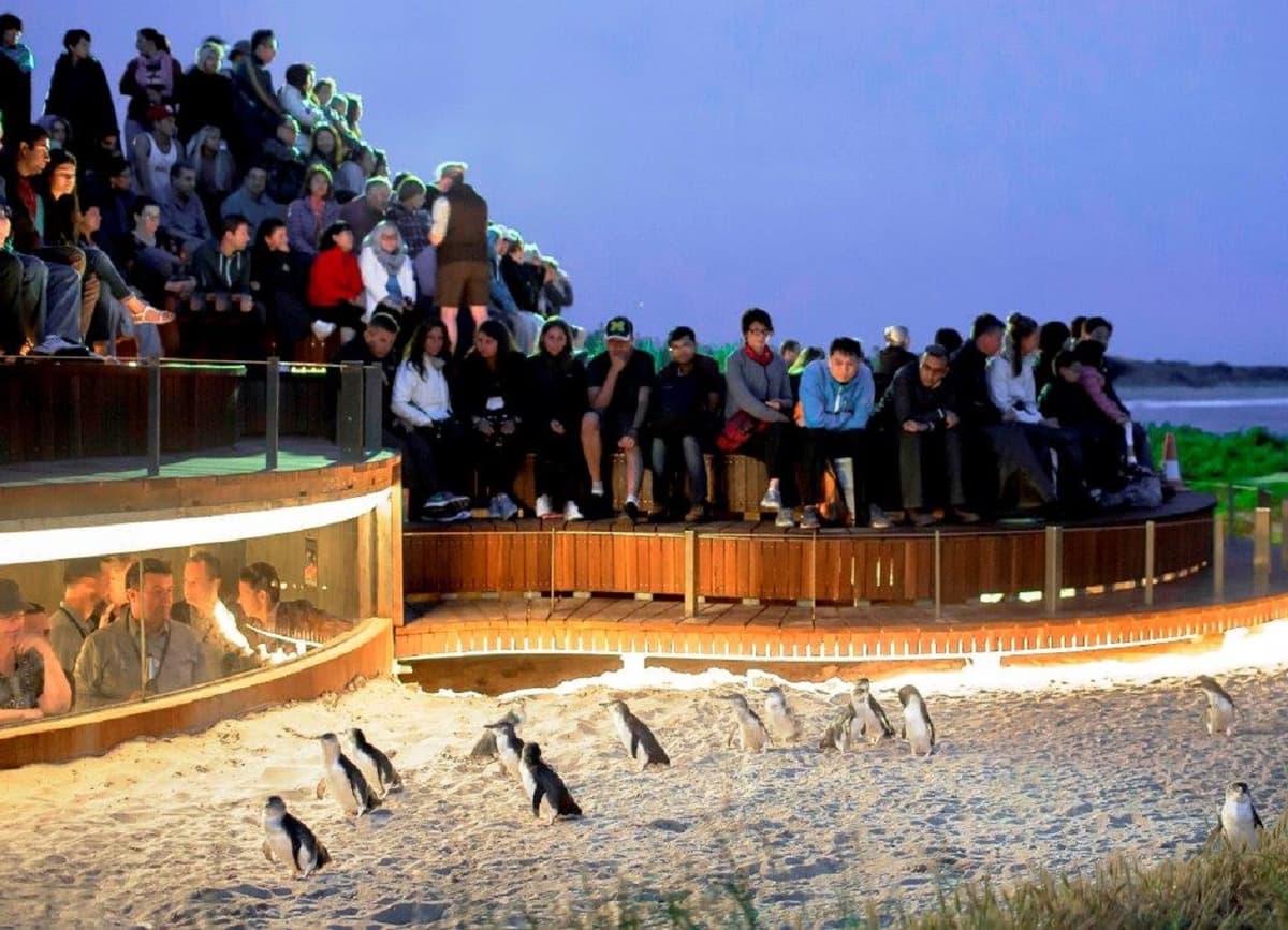 Phillip Island Nature Parks - Penguin Parade Ticket