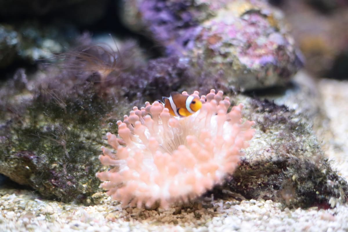 Underwater World Langkawi Ticket