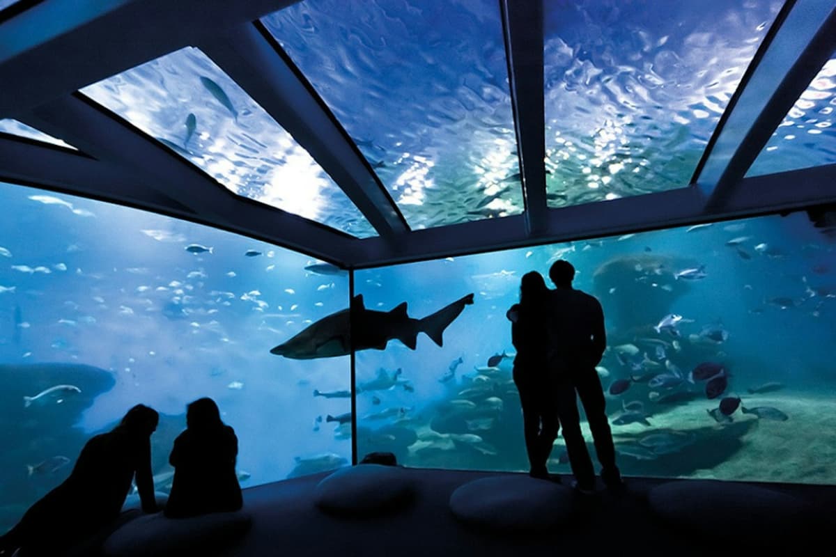 Palma Aquarium: Skip The Line Ticket + Optional 3D Cinema Aquadome