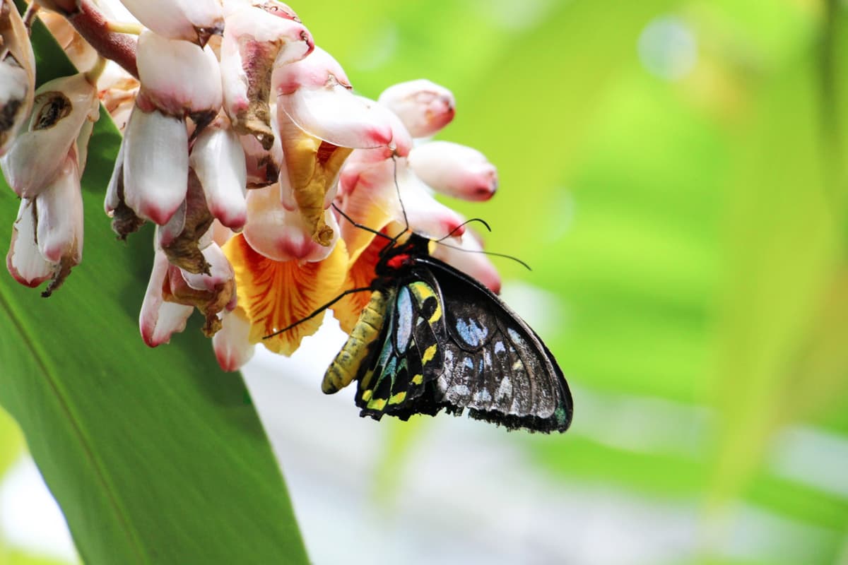 Australian Butterfly Sanctuary