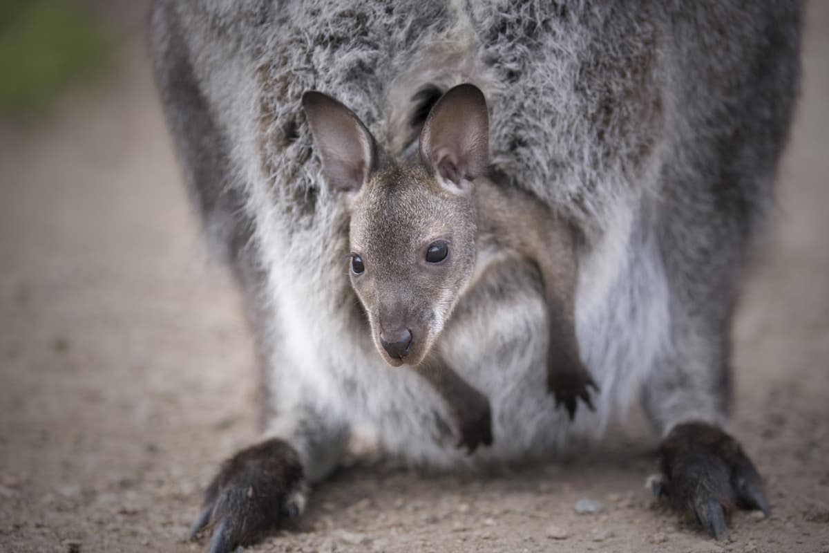 Moonlit Sanctuary Wildlife Conservation Park Ticket