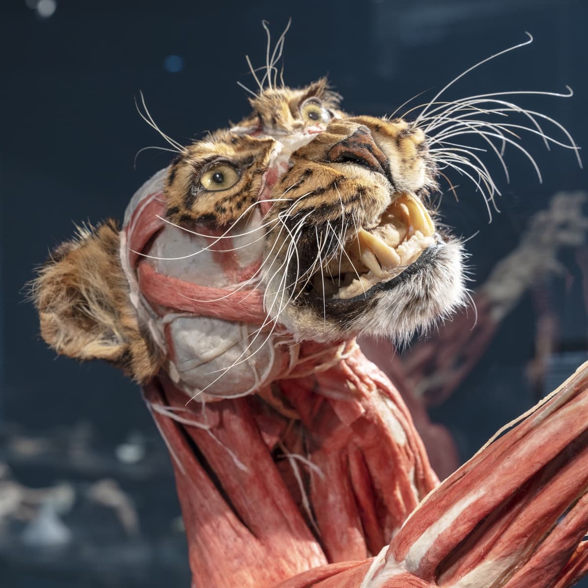 BODY WORLDS Berlin