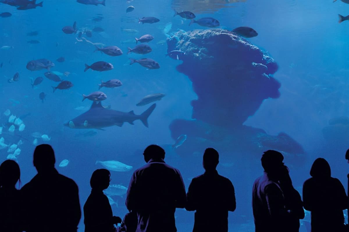 Palma Aquarium: Skip The Line Ticket + Optional 3D Cinema Aquadome