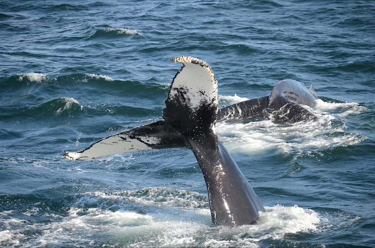 Boston Harbor Whale Watch Cruise