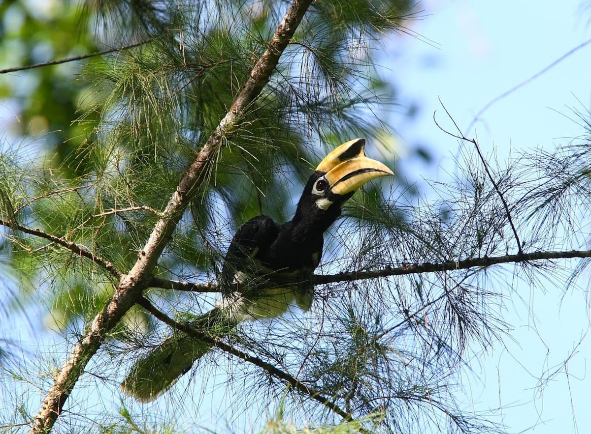 Langkawi Birdwatching Experience with Round Trip Transfer