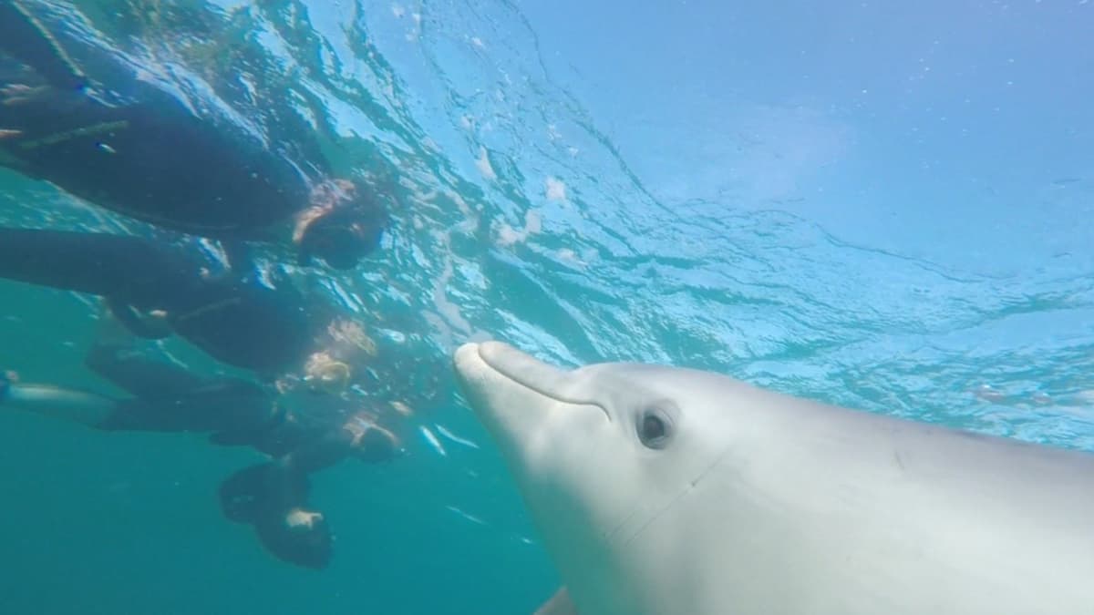 Swim with Wild Dolphins Experience at Rockingham