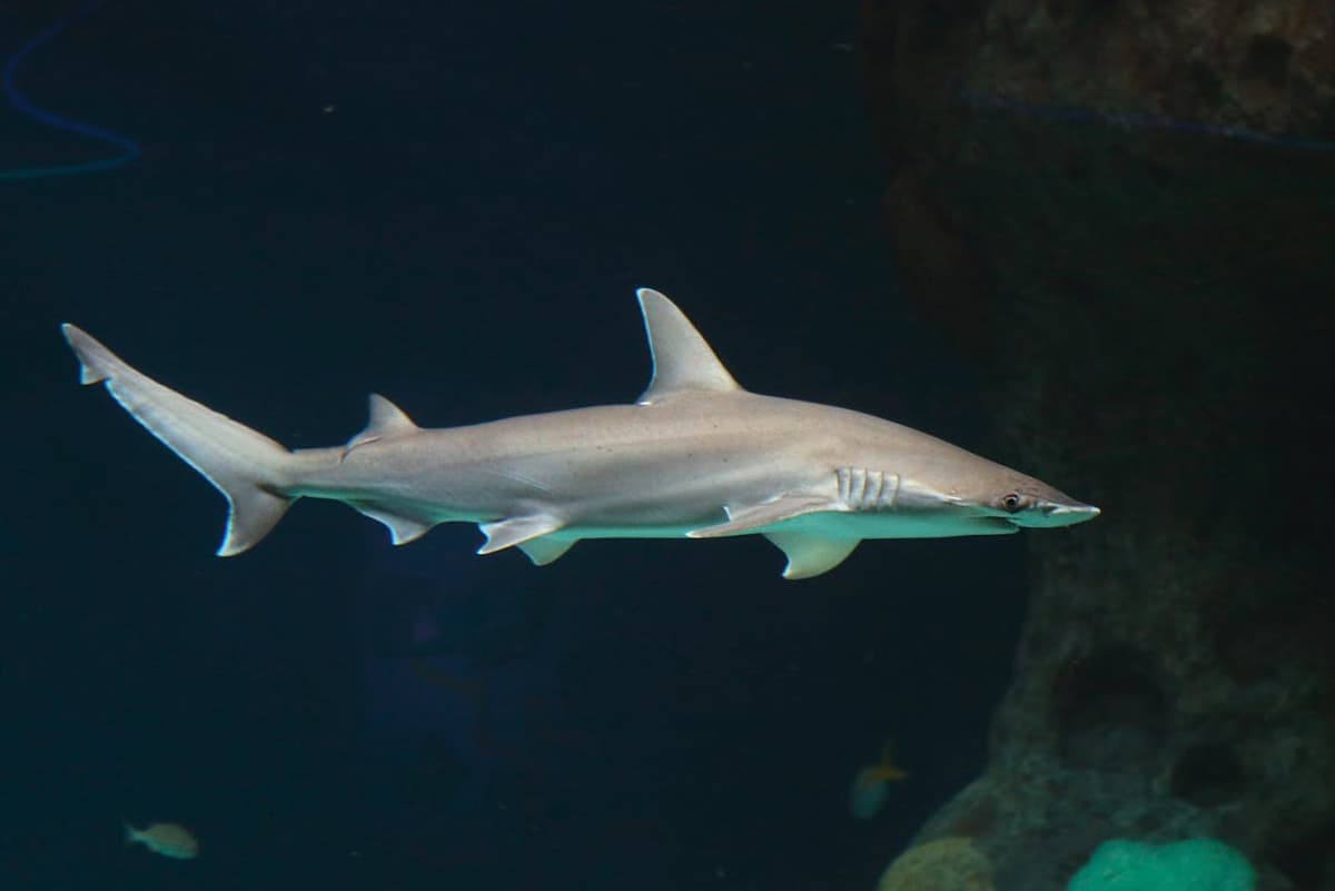 The Florida Aquarium Ticket
