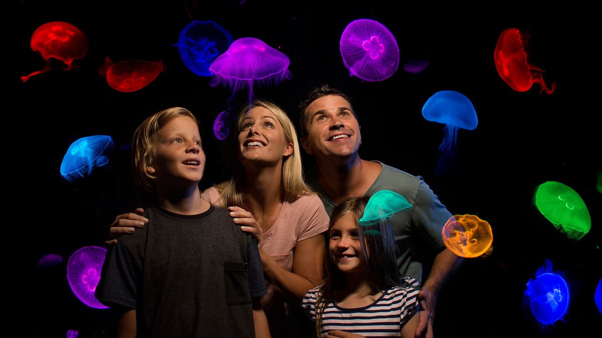 SEA LIFE Sunshine Coast Aquarium Direct Entry Ticket