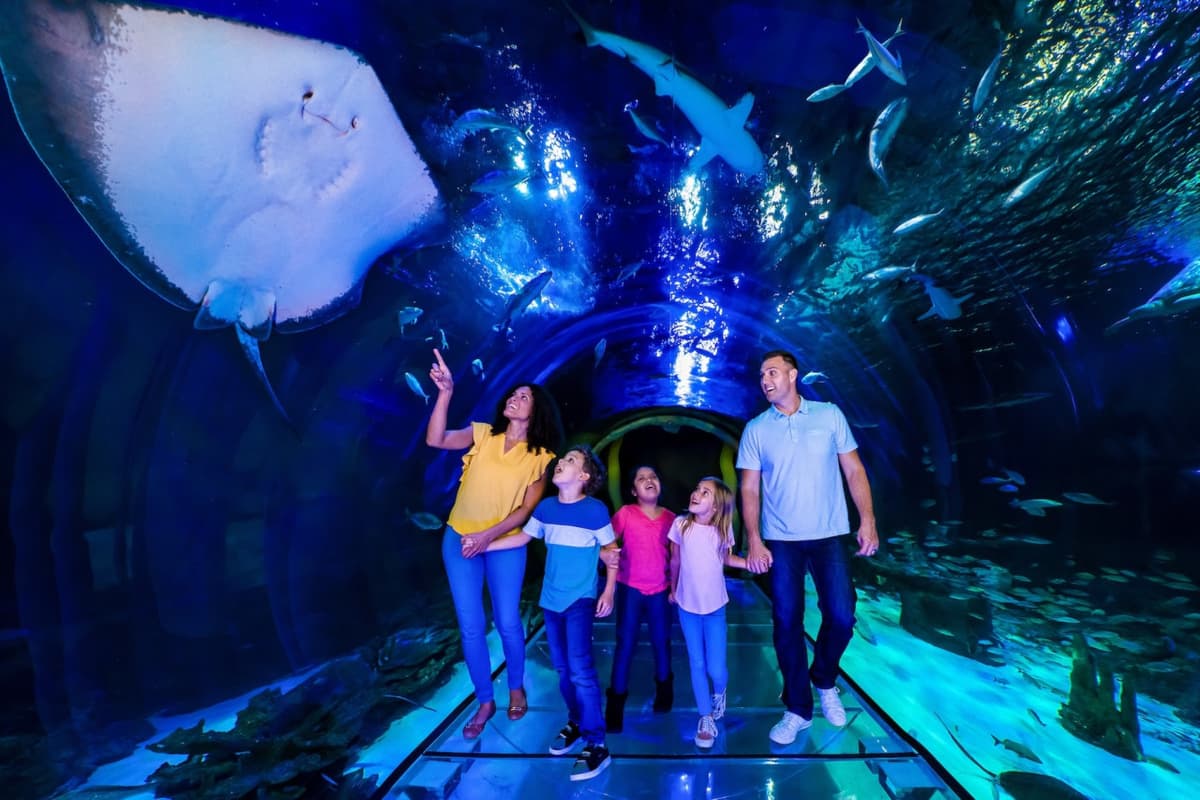 COMBO: The Orlando Eye + SEA LIFE Orlando Aquarium Ticket