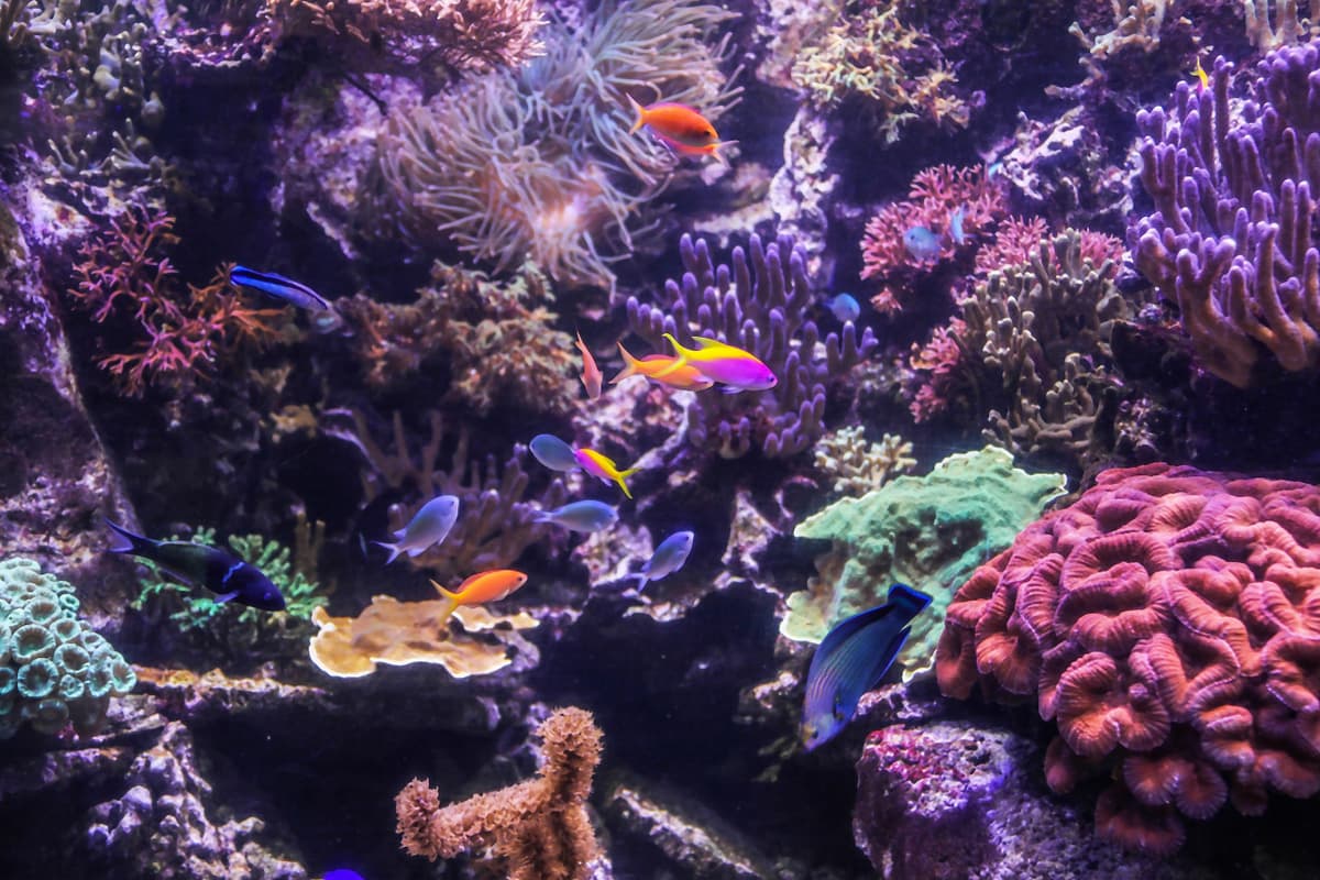 SEA LIFE Hannover Aquarium Ticket