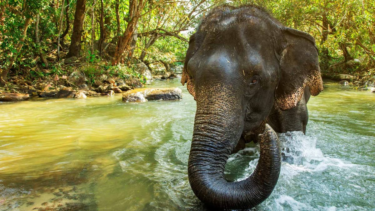Elephant Jungle Sanctuary Phuket