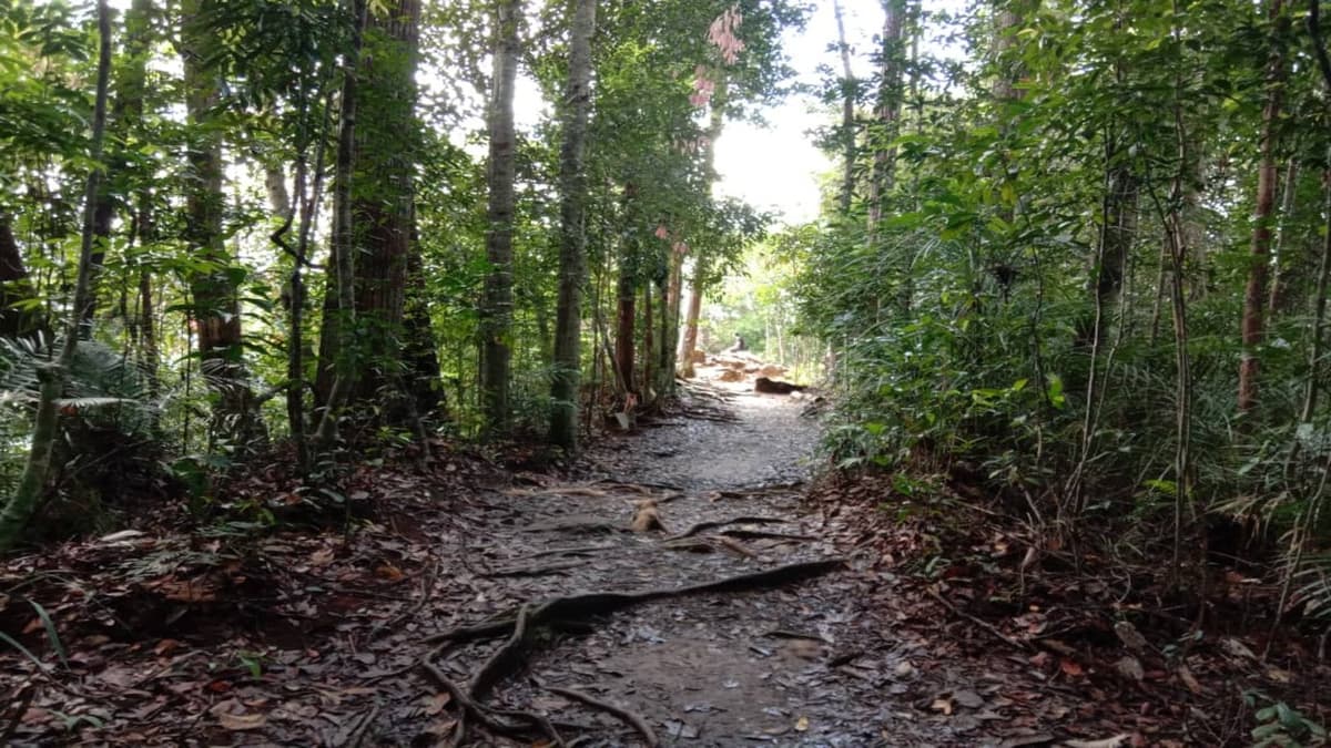 Taman Negara National Park Tour from Kuala Lumpur