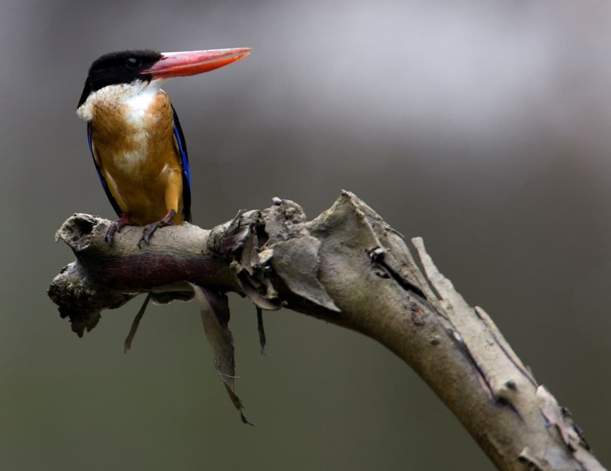 Langkawi Birdwatching Experience with Round Trip Transfer