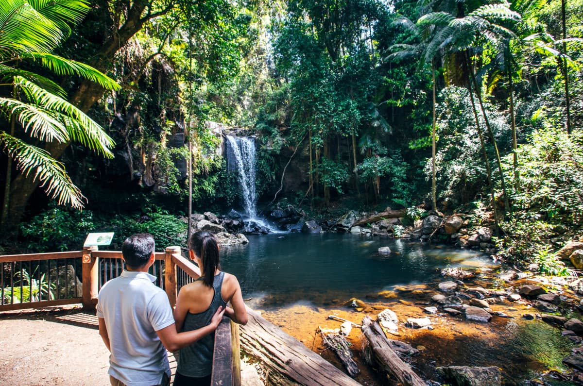 Kangaroos and Koalas Tour with Morning Tea from Gold Coast