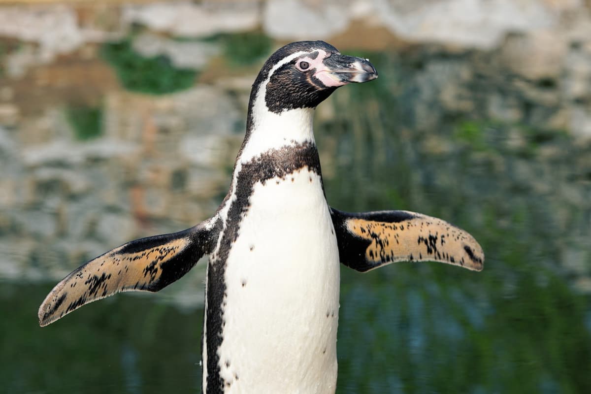 Phillip Island Nature Parks - Penguin Parade Ticket