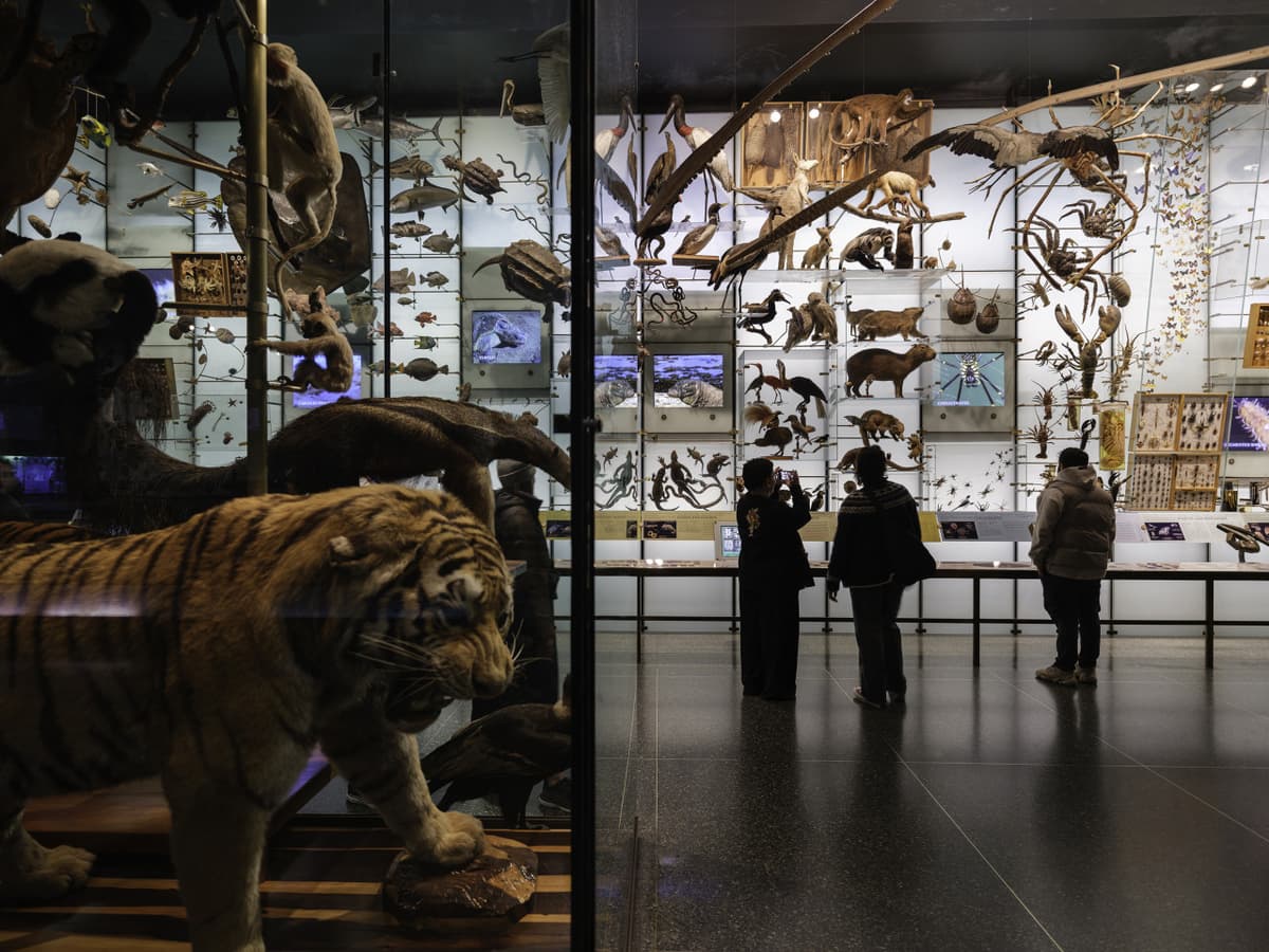 American Museum of Natural History Ticket