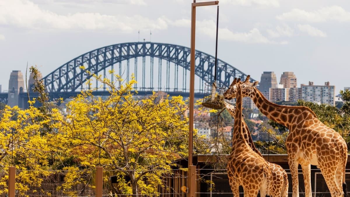 Taronga Zoo Ticket with Optional Round Trip Ferry