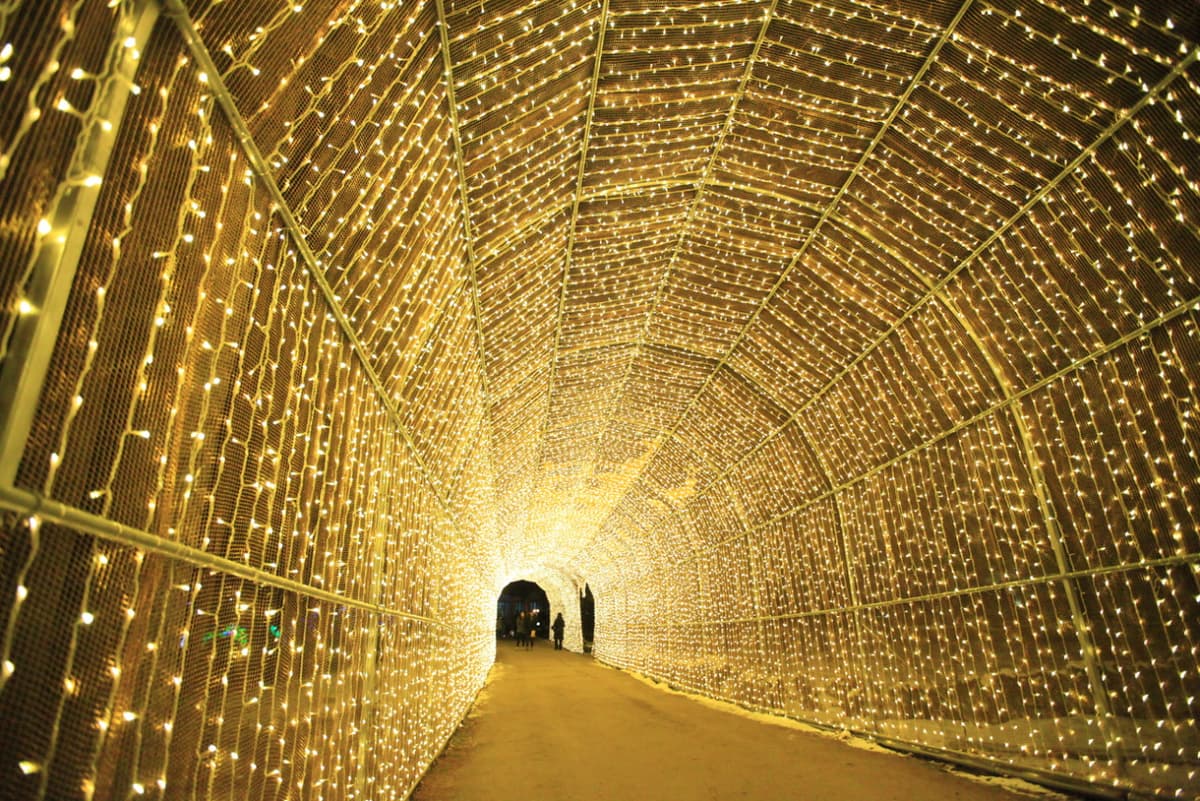 Nami Island and Garden of Morning Calm Tour from Seoul