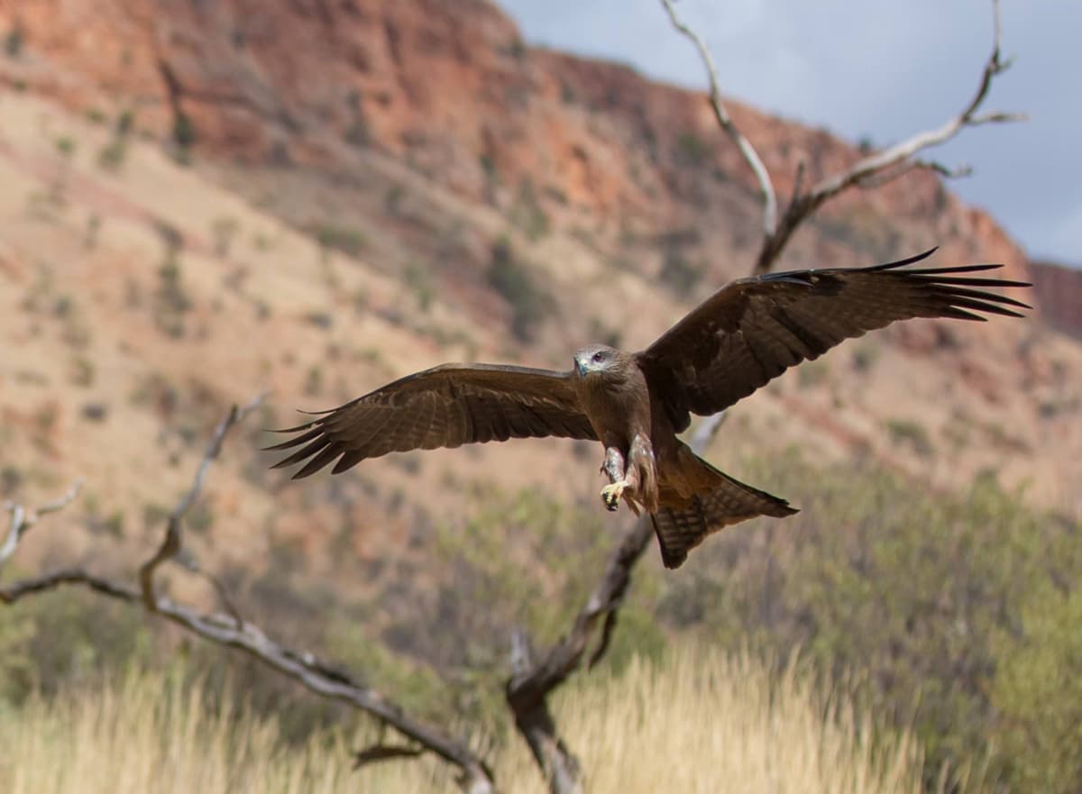Alice Springs Desert Park