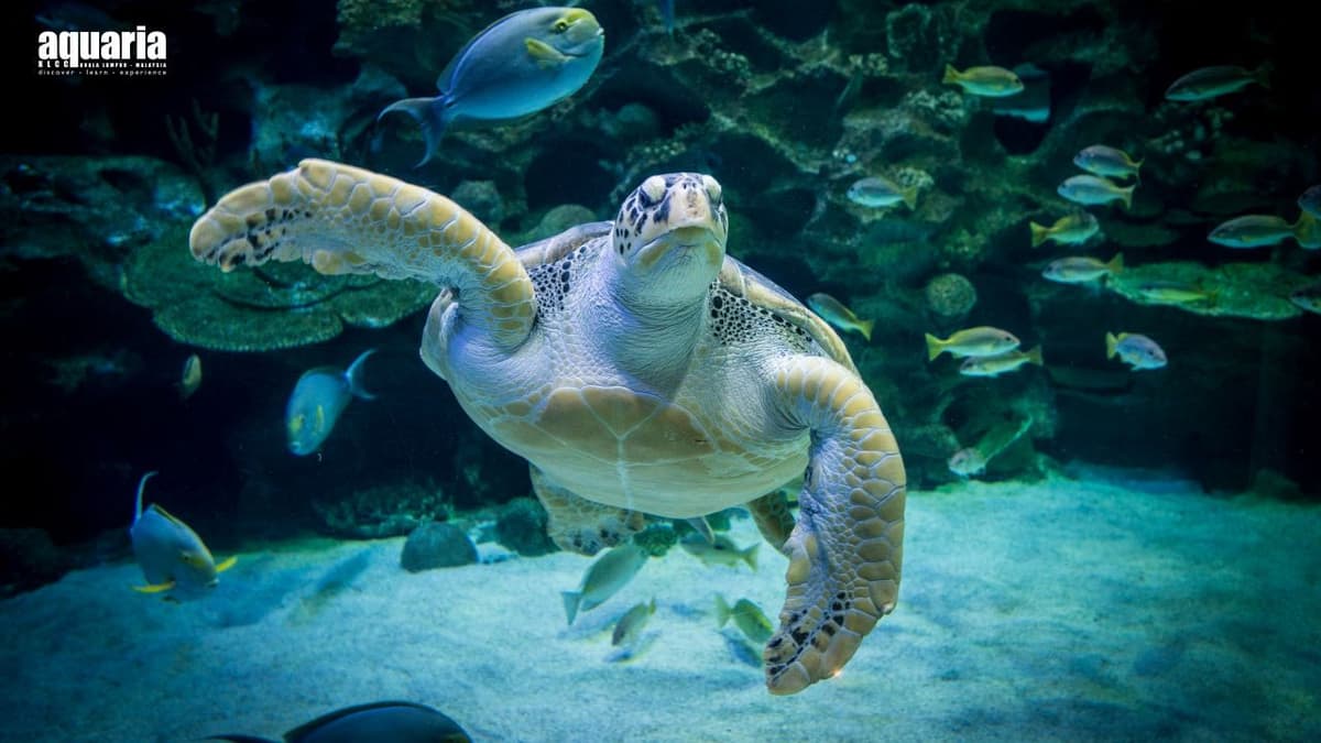 Aquaria KLCC Ticket