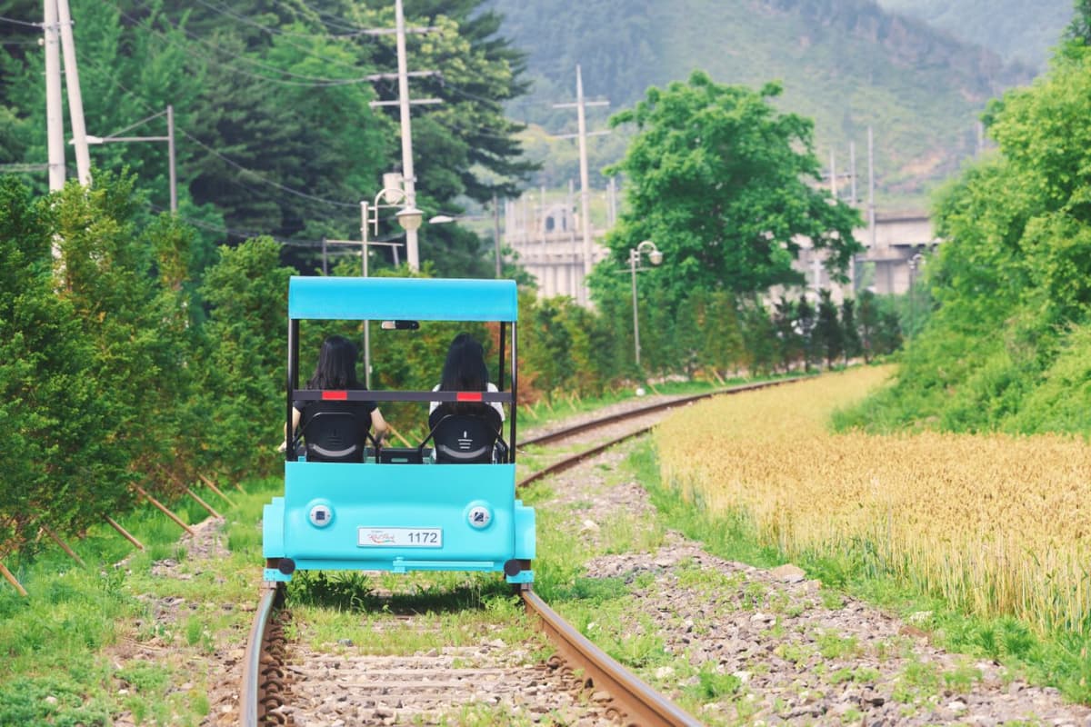 Alpaca World, Nami Island, and Garden of Morning Calm Tour from Seoul
