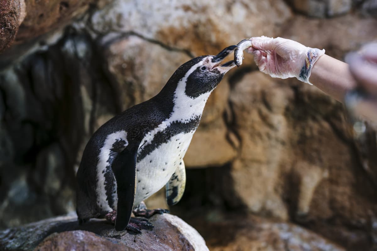 Barcelona Aquarium Ticket