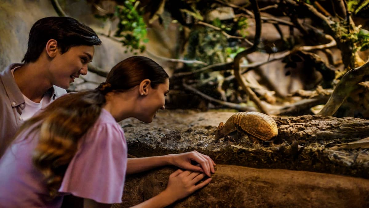 Singapore Night Safari Ticket