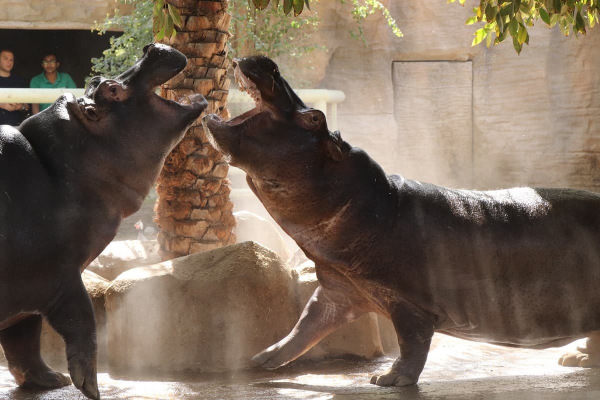 Emirates Park Zoo Ticket