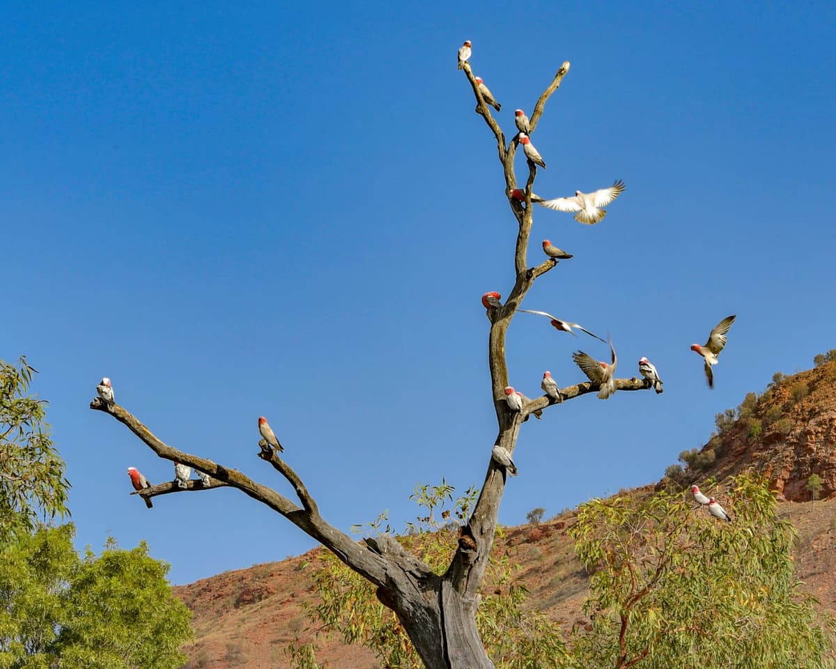 Alice Springs Desert Park