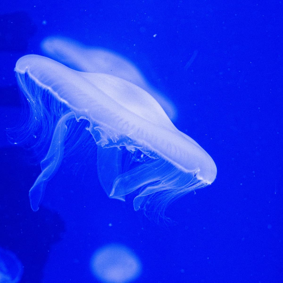 SEA LIFE Paris Aquarium Ticket