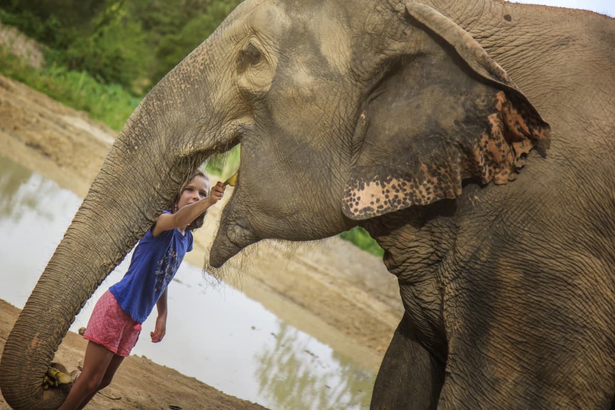 Elephant Jungle Sanctuary Pattaya