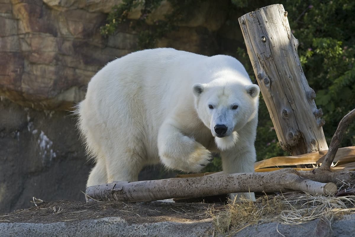 San Diego Zoo
