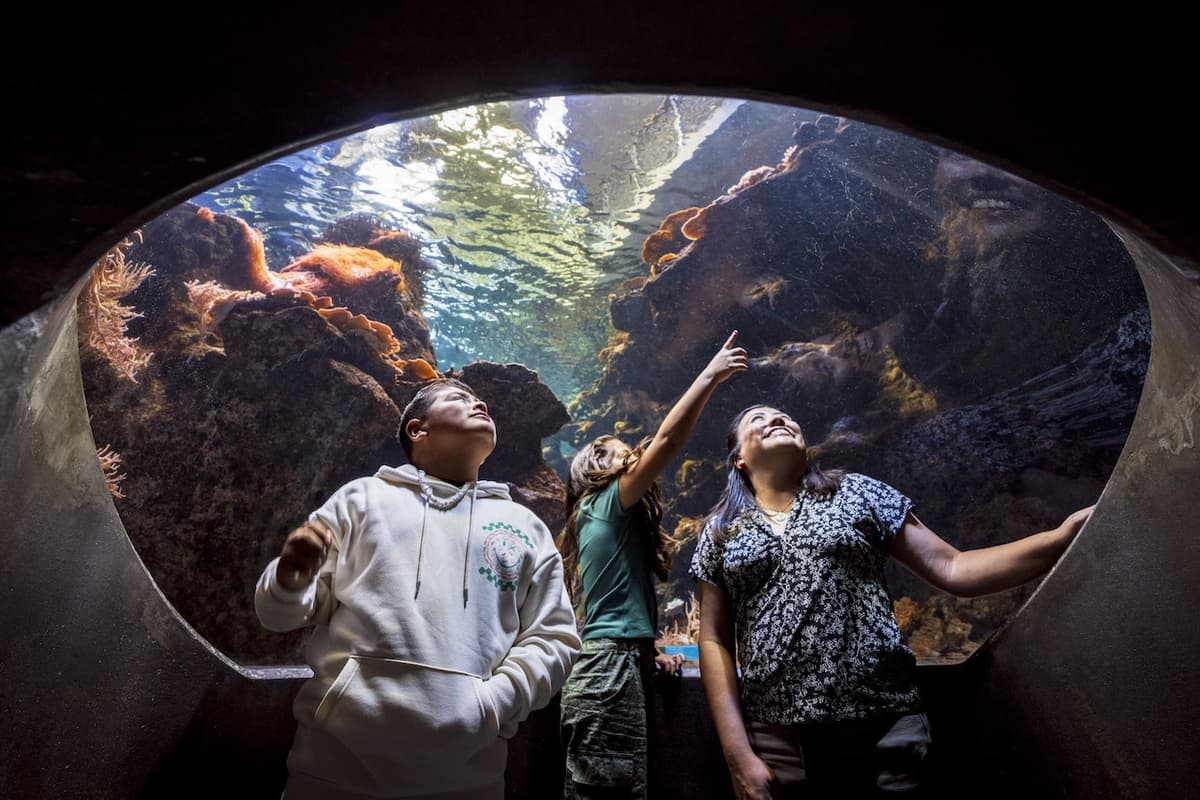California Academy of Sciences Ticket