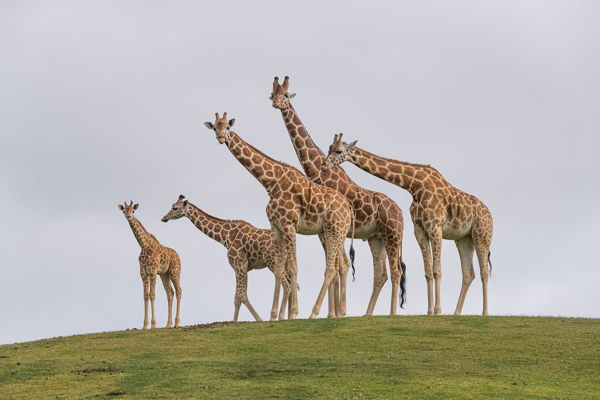 San Diego Zoo Safari Park Ticket