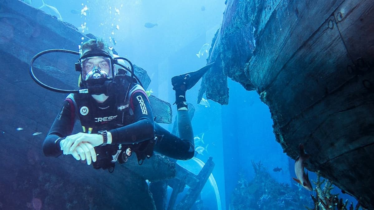 Ultimate Marine Life Experience at Adventure Cove Waterpark