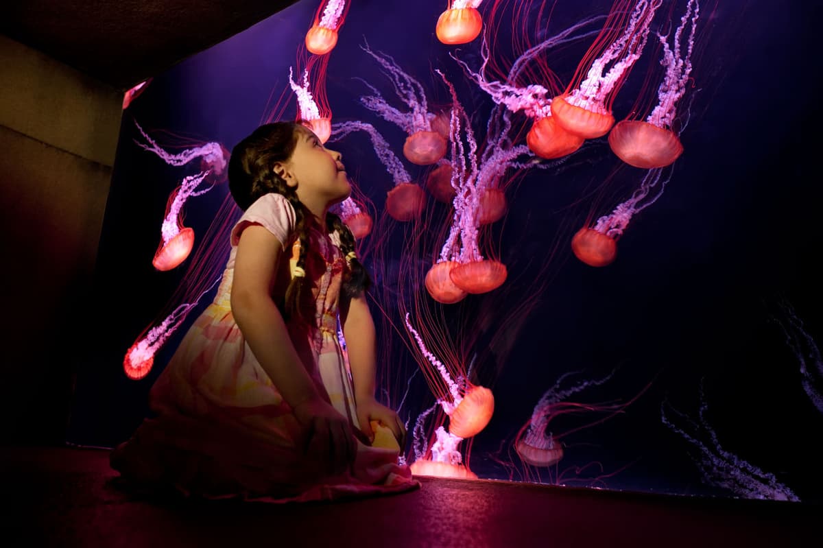 Atlantis Aquaventure World Dubai - The Lost World Aquarium Ticket
