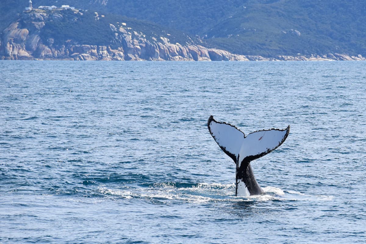Wilsons Promontory Whale Watching Sightseeing Cruise