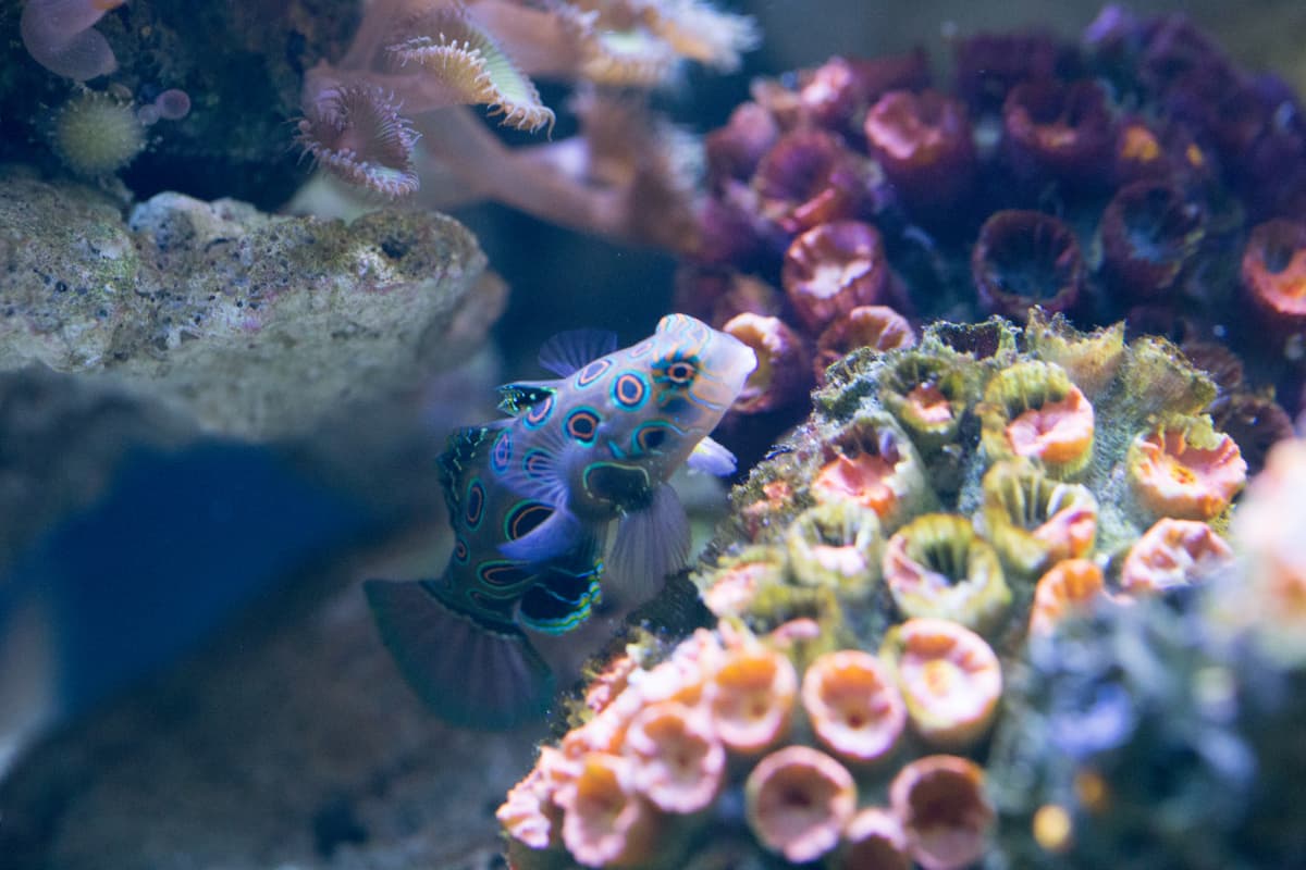Chiang Mai Zoo Aquarium