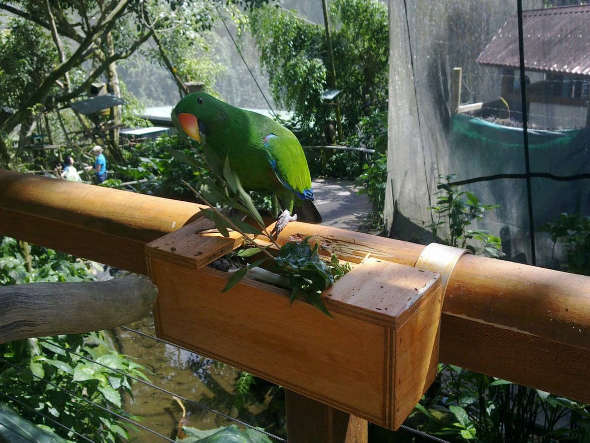 Birdworld Kuranda