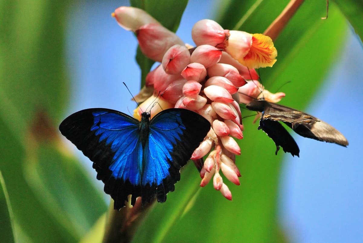 Australian Butterfly Sanctuary