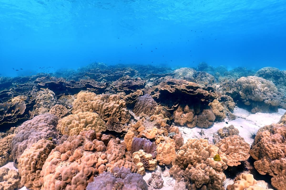 Raya Noi, Raya Yai, and Maiton Island Snorkelling Tour from Phuket