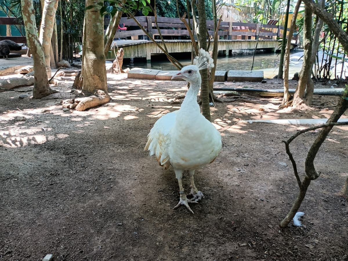 Langkawi Wildlife Park