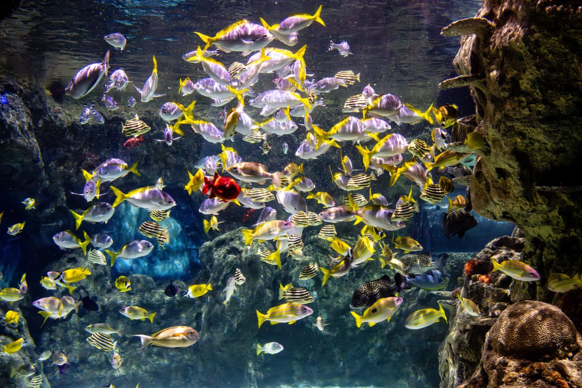 SEA LIFE Brighton Ticket