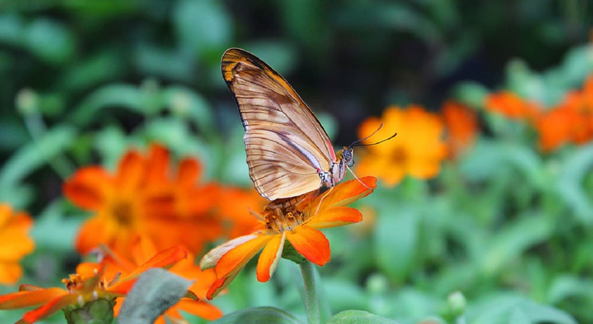 COMBO: Dubai Miracle Garden + Dubai Butterfly Garden Tickets