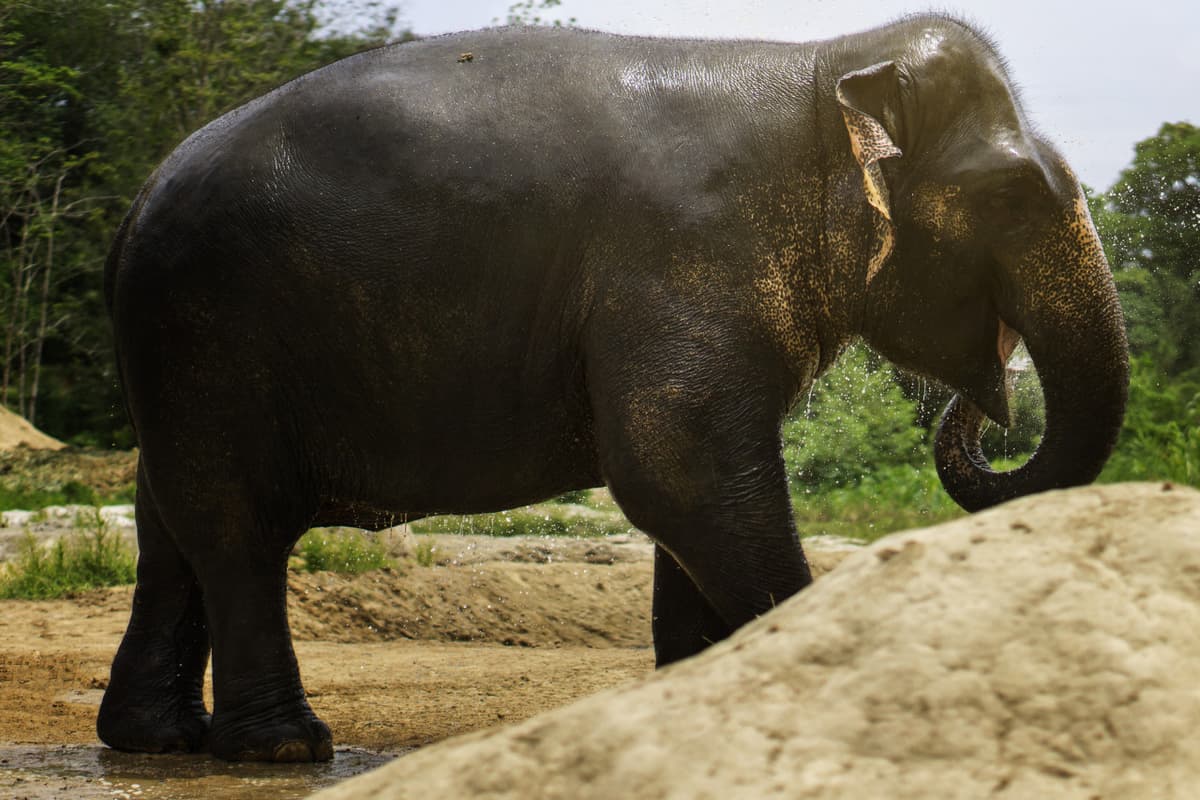 Elephant Jungle Sanctuary Pattaya