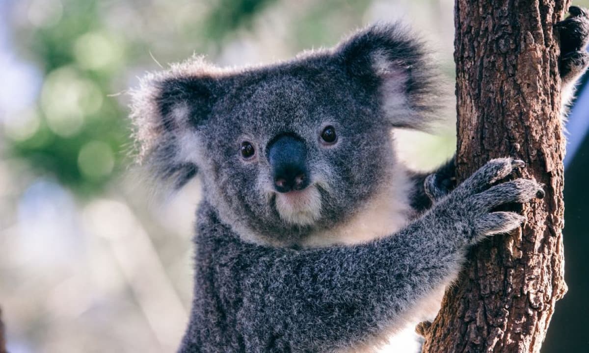 Taronga Zoo Ticket with Optional Round Trip Ferry